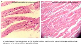 El musculo cardiaco aparece como una serie de cordones celulares anastomosados que se ramifican y se unen con fibras
adyacentes en las uniones celulares (discos intercalados)
 