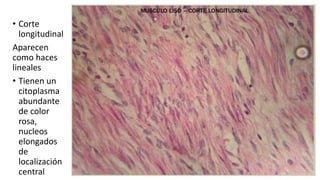 • Corte
longitudinal
Aparecen
como haces
lineales
• Tienen un
citoplasma
abundante
de color
rosa,
nucleos
elongados
de
localización
central
 