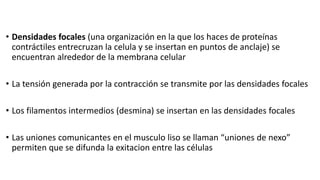 • Densidades focales (una organización en la que los haces de proteínas
contráctiles entrecruzan la celula y se insertan en puntos de anclaje) se
encuentran alrededor de la membrana celular
• La tensión generada por la contracción se transmite por las densidades focales
• Los filamentos intermedios (desmina) se insertan en las densidades focales
• Las uniones comunicantes en el musculo liso se llaman “uniones de nexo”
permiten que se difunda la exitacion entre las células
 