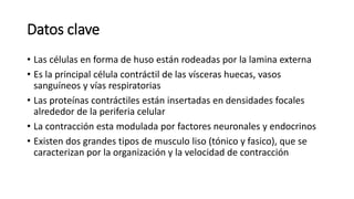Datos clave
• Las células en forma de huso están rodeadas por la lamina externa
• Es la principal célula contráctil de las vísceras huecas, vasos
sanguíneos y vías respiratorias
• Las proteínas contráctiles están insertadas en densidades focales
alrededor de la periferia celular
• La contracción esta modulada por factores neuronales y endocrinos
• Existen dos grandes tipos de musculo liso (tónico y fasico), que se
caracterizan por la organización y la velocidad de contracción
 