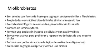 Miofibroblastos
• Son células con forma de huso que segregan colágeno similar a fibroblastos
• Propiedades contráctiles bien definidas similar al musculo liso
• En cortes histológicos se confunden, pero la tinción los revela
• Carecen de lamina externa
• Forman una población inactiva de células y son casi invisibles
• Se vuelven activos para proliferar y reparan los defectos de una muerte
tisular
• Forman una población escasa de tejido de sostén de colágeno laxo
• En heridas segregan colágeno y forman una cicatriz
 