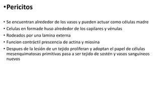 •Pericitos
• Se encuentran alrededor de los vasos y pueden actuar como células madre
• Celulas en formade huso alrededor de los capilares y vénulas
• Rodeados por una lamina externa
• Funcion contráctil prescencia de actina y miosina
• Despues de la lesión de un tejido proliferan y adoptan el papel de células
mesenquimatosas primitivas pasa a ser tejido de sostén y vasos sanguíneos
nuevos
 