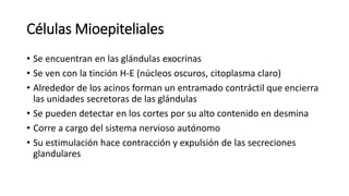 Células Mioepiteliales
• Se encuentran en las glándulas exocrinas
• Se ven con la tinción H-E (núcleos oscuros, citoplasma claro)
• Alrededor de los acinos forman un entramado contráctil que encierra
las unidades secretoras de las glándulas
• Se pueden detectar en los cortes por su alto contenido en desmina
• Corre a cargo del sistema nervioso autónomo
• Su estimulación hace contracción y expulsión de las secreciones
glandulares
 