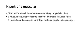 Hipertrofia muscular
• Disminución de células aumento de tamaño y carga de la célula
• El musculo esquelético la sufre cuando aumenta la actividad física
• El musculo cardiaco puede sufrir hipertrofia en muchas circunstancias
 