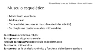 Musculo esquelético
• Movimiento voluntario
• Multinuclear
• Tiene células precursoras musculares (células satélite)
• Su citoplasma contiene muchas mitocondrias
Un sincitio se forma por fusión de células individuales
Sarcolema: membrana celular
Sarcoplasma: citoplasma celular
Retículo sarcoplasmatico: retículo endoplasmatico
Sarcosoma: mitocondria
Sarcomero: es la unidad anatómica y funcional del músculo estriado
 
