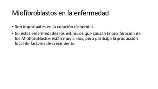 Miofibroblastos en la enfermedad
• Son importantes en la curación de heridas
• En estas enfermedades los estímulos que causan la proliferación de
los Miofibroblastos están muy claros, pero participa la producción
local de factores de crecimiento
 
