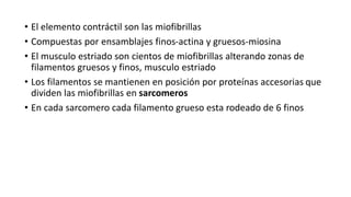 • El elemento contráctil son las miofibrillas
• Compuestas por ensamblajes finos-actina y gruesos-miosina
• El musculo estriado son cientos de miofibrillas alterando zonas de
filamentos gruesos y finos, musculo estriado
• Los filamentos se mantienen en posición por proteínas accesorias que
dividen las miofibrillas en sarcomeros
• En cada sarcomero cada filamento grueso esta rodeado de 6 finos
 