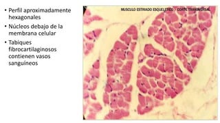 • Perfil aproximadamente
hexagonales
• Núcleos debajo de la
membrana celular
• Tabiques
fibrocartilaginosos
contienen vasos
sanguíneos
 