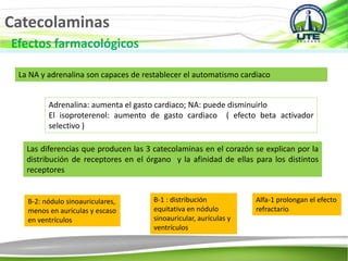 Catecolaminas
Efectos farmacológicos
La NA y adrenalina son capaces de restablecer el automatismo cardiaco
Adrenalina: aumenta el gasto cardiaco; NA: puede disminuirlo
El isoproterenol: aumento de gasto cardiaco ( efecto beta activador
selectivo )
Las diferencias que producen las 3 catecolaminas en el corazón se explican por la
distribución de receptores en el órgano y la afinidad de ellas para los distintos
receptores
B-2: nódulo sinoauriculares,
menos en aurículas y escaso
en ventrículos
B-1 : distribución
equitativa en nódulo
sinoauricular, aurículas y
ventrículos
Alfa-1 prolongan el efecto
refractario
 