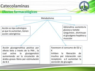 Catecolaminas
Efectos farmacológicos
Metabolismo
Acción es tipo colinérgico
ya que lo aumentan, tienen
acción calorigénica
Adrenalina: aumenta la
glucosa y lactato
sanguíneos , disminuye
el glucógeno hepático y
muscular
Acción glucogenolítica positiva por
efecto beta a través de la PKA , la
cual activa la glucogenolsisi
aumentando así la circulación de
ácidos grasos libres por estimulación
de B-3
Favorecen el consumo de O2 y
K
Inhiben la liberación de
insulina por interacción con
receptores a-2 aumentan la
secreción de glucagón
 