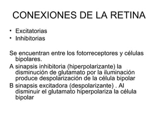 CONEXIONES DE LA RETINA Excitatorias  Inhibitorias Se encuentran entre los fotorreceptores y células bipolares. A sinapsis inhibitoria (hiperpolarizante) la disminución de glutamato por la iluminación produce despolarización de la célula bipolar B sinapsis excitadora (despolarizante) . Al disminuir el glutamato hiperpolariza la célula bipolar 