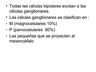 Todas las células bipolares excitan a las células ganglionares. Las células ganglionares se clasifican en : M (magnocelulares 10%) P (parvocelulares  80%) Las pequeñas que se proyectan al mesencéfalo 