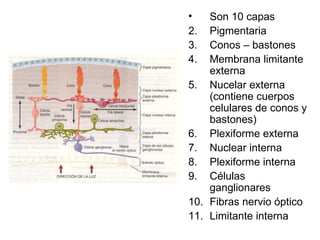 Son 10 capas  Pigmentaria Conos – bastones Membrana limitante externa Nucelar externa (contiene cuerpos celulares de conos y bastones) Plexiforme externa  Nuclear interna Plexiforme interna Células ganglionares Fibras nervio óptico Limitante interna 