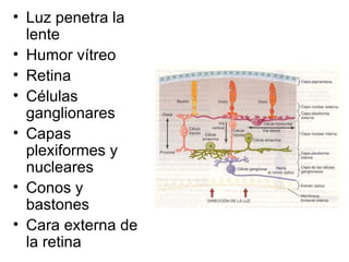 Luz penetra la lente Humor vítreo Retina Células ganglionares Capas plexiformes y nucleares Conos y bastones Cara externa de la retina 