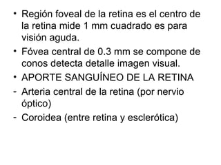 Región foveal de la retina es el centro de la retina mide 1 mm cuadrado es para visión aguda. Fóvea central de 0.3 mm se compone de conos detecta detalle imagen visual. APORTE SANGUÍNEO DE LA RETINA Arteria central de la retina (por nervio óptico) Coroidea (entre retina y esclerótica) 