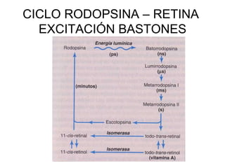 CICLO RODOPSINA – RETINA  EXCITACIÓN BASTONES 