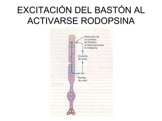 EXCITACIÓN DEL BASTÓN AL ACTIVARSE RODOPSINA 