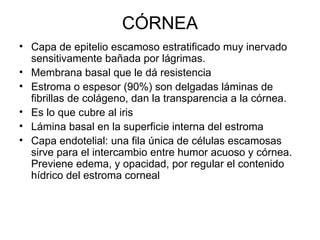 CÓRNEA Capa de epitelio escamoso estratificado muy inervado sensitivamente bañada por lágrimas. Membrana basal que le dá resistencia Estroma o espesor (90%) son delgadas láminas de fibrillas de colágeno, dan la transparencia a la córnea. Es lo que cubre al iris Lámina basal en la superficie interna del estroma Capa endotelial: una fila única de células escamosas sirve para el intercambio entre humor acuoso y córnea. Previene edema, y opacidad, por regular el contenido hídrico del estroma corneal 