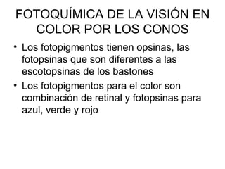 FOTOQUÍMICA DE LA VISIÓN EN COLOR POR LOS CONOS Los fotopigmentos tienen opsinas, las fotopsinas que son diferentes a las escotopsinas de los bastones Los fotopigmentos para el color son combinación de retinal y fotopsinas para azul, verde y rojo 