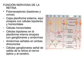 FUNCIÓN NERVIOSA DE LA RETINA Fotorreceptores (bastones y conos)  Capa plexiforme externa, aquí sinapsis con células bipolares y horizontales Células horizontales  Células bipolares en la plexiforme interna sinapsis con ganglionares y amácrinas Amácrinas señales en ambas direcciones Células ganglionares señal de salida de la retina al nervio óptico y al cerebro. 