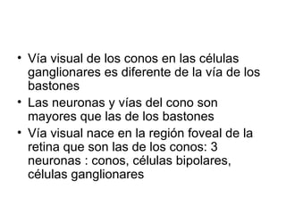 Vía visual de los conos en las células ganglionares es diferente de la vía de los bastones Las neuronas y vías del cono son mayores que las de los bastones Vía visual nace en la región foveal de la retina que son las de los conos: 3 neuronas : conos, células bipolares, células ganglionares 