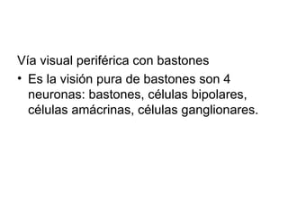 Vía visual periférica con bastones Es la visión pura de bastones son 4 neuronas: bastones, células bipolares, células amácrinas, células ganglionares. 