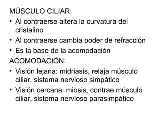 MÚSCULO CILIAR: Al contraerse altera la curvatura del cristalino Al contraerse cambia poder de refracción Es la base de la acomodación ACOMODACIÓN: Visión lejana: midriasis, relaja músculo ciliar, sistema nervioso simpático Visión cercana: miosis, contrae músculo ciliar, sistema nervioso parasimpático 
