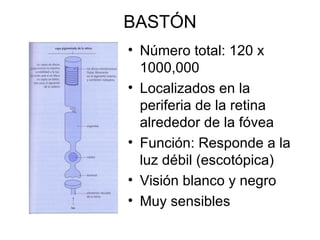 BASTÓN Número total: 120 x 1000,000 Localizados en la periferia de la retina alrededor de la fóvea Función: Responde a la luz débil (escotópica) Visión blanco y negro Muy sensibles 