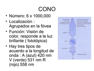 CONO Número: 6 x 1000,000 Localización : Agrupados en la fóvea Función: Visión de color, responde a la luz brillante ( fototópica) Hay tres tipos de acuerdo a la longitud de onda : A (azul) 420 nm V (verde) 531 nm R (rojo) 558 nm 