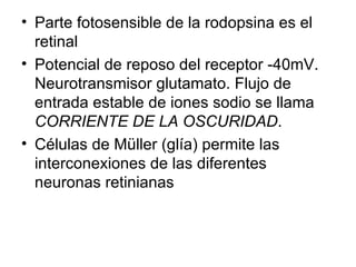 Parte fotosensible de la rodopsina es el retinal Potencial de reposo del receptor -40mV. Neurotransmisor glutamato. Flujo de entrada estable de iones sodio se llama  CORRIENTE DE LA OSCURIDAD . Células de Müller (glía) permite las interconexiones de las diferentes neuronas retinianas 