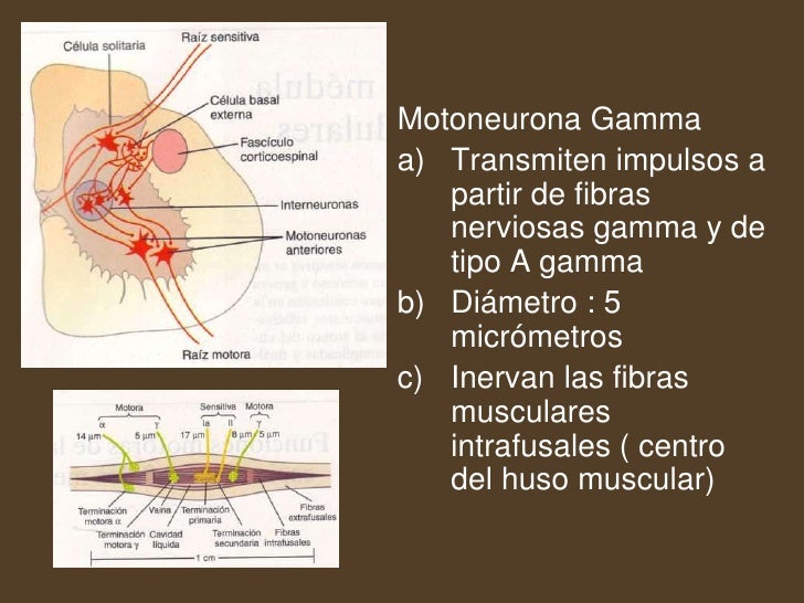 Motoneurona alfa y gamma pdf writer