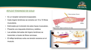 REFLEJO TENDINOSO DE GOLGI
• Es un receptor sensorial encapsulado.
• Cada órgano tendinoso se conecta con 10 a 15 fibras
musculares.
• Estimulado por la tensión de estos haces musculares .
• Presenta una respuesta dinámica y estática.
• Las señales derivadas del órgano tendinoso se
transmiten a través de fibras nerviosas .
• El reflejo tendinoso evita una tensión excesiva en el
musculo.
 
