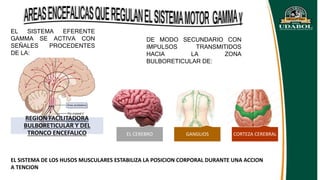 REGION FACILITADORA
BULBORETICULAR Y DEL
TRONCO ENCEFALICO
EL SISTEMA EFERENTE
GAMMA SE ACTIVA CON
SEÑALES PROCEDENTES
DE LA:
DE MODO SECUNDARIO CON
IMPULSOS TRANSMITIDOS
HACIA LA ZONA
BULBORETICULAR DE:
EL CEREBRO GANGLIOS CORTEZA CEREBRAL
EL SISTEMA DE LOS HUSOS MUSCULARES ESTABILIZA LA POSICION CORPORAL DURANTE UNA ACCION
A TENCION
 
