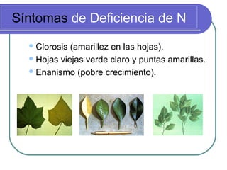 Síntomas de Deficiencia de N
Clorosis (amarillez en las hojas).
Hojas viejas verde claro y puntas amarillas.
Enanismo (pobre crecimiento).
 