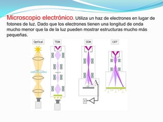Microscopio electrónico. Utiliza un haz de electrones en lugar de
fotones de luz. Dado que los electrones tienen una longitud de onda
mucho menor que la de la luz pueden mostrar estructuras mucho más
pequeñas.
 