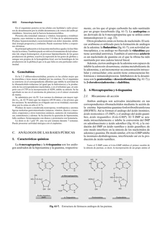 1032      Farmacología humana

    En el organismo penetra en las células con facilidad y sufre proce-        mente, en los que el grupo carbonilo ha sido sustituido
sos de desaminación por la citidín-desaminasa y de rotura del anillo pi-       por un grupo tiocarbonilo (fig. 61-7). La azatioprina es
rimidínico. Atraviesa mal la barrera hematoencefálica.
    Presenta alta toxicidad: náuseas y vómitos, leucopenia y tromboci-         un derivado de la 6-mercaptopurina que se utiliza como
topenia, cuyo máximo se alcanza a los 7-14 días de la administración.          inmunodepresor (v. cap. 23).
Produce hepatotoxicidad y neurotoxicidad con dolor muscular, debili-              Otros productos están en forma de nucleósido. El azú-
dad, letargia progresiva y confusión. Puede ocasionar fiebre y erupcio-        car arabinosa es utilizado para la formación de análogos
nes dérmicas.
    Su principal aplicación es la leucemia mielocítica aguda y la fase blás-
                                                                               de la adenina: la fludarabina (fig. 61-7), con actividad an-
tica de la crónica. También puede ser útil en el tratamiento de la b-talase-   tineoplásica, y su análogo no fluorado la vidarabina que
mia (de origen homocigoto); al provocar hipometilación de los genes            tiene actividad antivírica. También el antivírico aciclovir
productores de globina, reactiva la expresión de los genes de globina g;       es un nucleósido de guanina en el que la ribosa ha sido
aunque son propios de la hemoglobina fetal, son los homólogos de los           sustituida por una cadena lateral lineal.
productores de la globina b que es la que falta en esta particular enfer-
medad.                                                                            Además, ciertos análogos de la adenina son capaces de
                                                                               inhibir la adenosín-desaminasa, enzima metabolizante de
                                                                               la adenosina, y así incrementar su concentración intrace-
6. Gemcitabina                                                                 lular y extracelular; esta acción tiene consecuencias lin-
    Es la 2',2'-difluorodesoxicitidina, penetra en las células mejor que       fotóxicas e inmunodepresoras. Inhibidores de la desami-
la citarabina y tiene mayor afinidad por las enzimas. En el organismo          nasa son la pentostatina o desoxicoformicina (fig. 61-7) y
se convierte en el correspondiente difosfato que inhibe la actividad de        la 2-clorodesoxiadenosina o cladribina.
la ribonucleótido-reductasa (al igual que la hidroxiurea) y la produc-
ción de los correspondientes nucleótidos, y en el trifosfato que, al com-
petir con el CTP en la incorporación al ADN, inhibe su síntesis. Se ha         2.     6-Mercaptopurina y 6-tioguanina
aprobado su uso en el carcinoma de páncreas y en el cáncer avanzado
de mama.
    Se administra por vía IV. Los varones la eliminan con mayor rapi-          2.1.     Mecanismo de acción
dez (t1/2 de 42-79 min) que las mujeres (49-94 min), y los jóvenes que
los ancianos. Se metaboliza en el hígado casi en su totalidad, excretán-
                                                                                  Ambos análogos son activados inicialmente en sus
dose por la orina en sólo el 10 %.                                             correspondientes ribonucleótidos mediante la acción de
    Produce de suave a moderada neutropenia, trombopenia y anemia;             la enzima hipoxantina-guanina-fosforribosiltransferasa
ligeras molestias gastrointestinales (náuseas, vómitos, diarrea y muco-        (HGFRT). Así se forman el análogo del ácido inosínico,
sitis), erupciones y otros trastornos cutáneos, aumento de transamina-         ácido tioinosínico (T-IMP), y el análogo del ácido guaní-
sas, somnolencia y edemas. Se ha descrito la aparición de hipotensión,
fallo cardíaco, broncospasmo con disnea y proteinuria con hematuria.           lico, ácido tioguanílico (6-tio-GMP). El T-IMP se acu-
    La dosis es de 1 g/m2 IV, una vez por semana durante 7 semanas.            mula intracelularmente e inhibe la conversión del IMP
Puede presentar actividad sinérgica con el cisplatino.                         en adenilsuccinato y ácido adenílico (fig. 61-4), y la oxi-
                                                                               dación del IMP en ácido xantílico y ácido guanílico; de
                                                                               este modo interfiere en la síntesis de los nucleótidos de
C.     ANÁLOGOS DE LAS BASES PÚRICAS                                           adenina y guanina. De modo similar, el 6-tio-GMP inhibe
                                                                               la inosinato-deshidrogenasa, interfiriendo así en la pro-
1. Características químicas                                                    ducción de ácido xantílico.
  La 6-mercaptopurina y la 6-tioguanina son los análo-                             Tanto el T-IMP como el 6-tio-GMP inhiben el primer escalón de
gos azufrados de la hipoxantina y la guanina, respectiva-                      la síntesis de purinas, es decir, la incorporación de un grupo amino al




                                 O                             S                       HO        H                      NH2
                                 II                            II                                                                 N
                                           N                           N                                 N
                            HN                          HN                            HN                            N

                                           N                           N                                 N      F       N         N
                                  N                            N       H                     N
                                                                                                                O
                        OH                                 6-Mercaptopurina                                     II
                        I                                                                                    HO–P–O–CH2
                     HO–P–O–H2C       O                                               HOH2C          O          I       O
                        II                                     S                                                OH
                        O                                      II
                                                                       N
                                                        HN

                                   OH     OH                                                  OH                        HO
                                                     H2N               N
                                                               N       H
                            Ácido inosínico
                                (IMP)                        6-Tioguanina                  Pentostatina             Fludarabina



                                           Fig. 61-7. Estructura de fármacos análogos de las purinas.
 