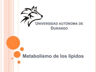 Universidad autónoma de Durango Metabolismo de los lípidos 