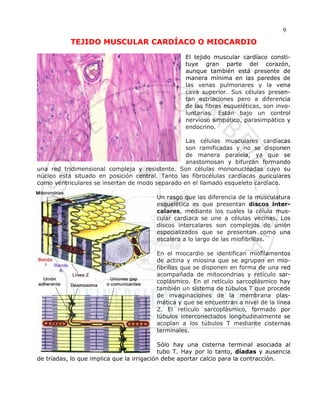 9
           TEJIDO MUSCULAR CARDÍACO O MIOCARDIO

                                                  El tejido muscular cardíaco consti-
                                                  tuye gran parte del corazón,
                                                  aunque también está presente de
                                                  manera mínima en las paredes de
                                                  las venas pulmonares y la vena
                                                  cava superior. Sus células presen-
                                                  tan estriaciones pero a diferencia
                                                  de las fibras esqueléticas, son invo-
                                                  luntarias. Están bajo un control
                                                  nervioso simpático, parasimpático y
                                                  endocrino.

                                                 Las células musculares cardíacas
                                                 son ramificadas y no se disponen
                                                 de manera paralela, ya que se
                                                 anastomosan y bifurcan formando
una red tridimensional compleja y resistente. Son células mononucleadas cuyo su
núcleo está situado en posición central. Tanto las fibrocélulas cardíacas auriculares
como ventriculares se insertan de modo separado en el llamado esqueleto cardíaco.

                                        Un rasgo que las diferencia de la musculatura
                                        esquelética es que presentan discos inter-
                                        calares, mediante los cuales la célula mus-
                                        cular cardiaca se une a células vecinas. Los
                                        discos intercalares son complejos de unión
                                        especializados que se presentan como una
                                        escalera a lo largo de las miofibrillas.

                                        En el miocardio se identifican miofilamentos
                                        de actina y miosina que se agrupan en mio-
                                        fibrillas que se disponen en forma de una red
                                        acompañada de mitocondrias y retículo sar-
                                        coplásmico. En el retículo sarcoplásmico hay
                                        también un sistema de túbulos T que procede
                                        de invaginaciones de la membrana plas-
                                        mática y que se encuentran a nivel de la línea
                                        Z. El retículo sarcoplásmico, formado por
                                        túbulos interconectados longitudinalmente se
                                        acoplan a los túbulos T mediante cisternas
                                        terminales.

                                           Sólo hay una cisterna terminal asociada al
                                           tubo T. Hay por lo tanto, díadas y ausencia
de tríadas, lo que implica que la irrigación debe aportar calcio para la contracción.
 