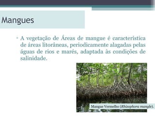 Mangues
   ▫ A vegetação de Áreas de mangue é característica
     de áreas litorâneas, periodicamente alagadas pelas
     águas de rios e marés, adaptada às condições de
     salinidade.




                                 Mangue Vermelho (Rhizophora mangle).
 