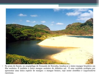 •   Na praia do Sueste, no arquipélago de Fernando de Noronha, localiza-se o único mangue brasileiro em
    ilha oceânica. É também o único mangue oceânico do Atlântico sul. É uma raridade ecológica por
    apresentar uma única espécie de mangue: o mangue branco, cujo nome científico é Laguncularia
    racemosa.
 