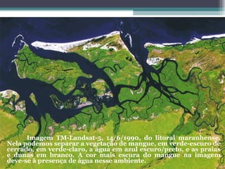 Imagem TM-Landsat-5, 14/6/1990, do litoral maranhense.
Nela podemos separar a vegetação de mangue, em verde-escuro de
cerrado, em verde-claro, a água em azul escuro/preto, e as praias
e dunas em branco. A cor mais escura do mangue na imagem
deve-se à presença de água nesse ambiente.
 