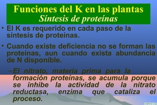 Funciones del K en las plantas
Calidad de los cultivos
• La adecuada nutrición con K mejora la
calidad de los cultivos
–Me...