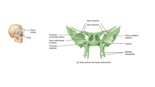 Sentido Axial Capitulo 7 - Sistema Esqueletico Axial.pdf