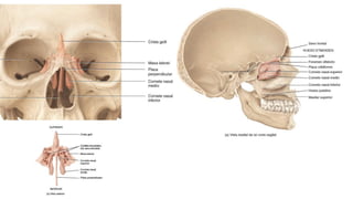 Sentido Axial Capitulo 7 - Sistema Esqueletico Axial.pdf