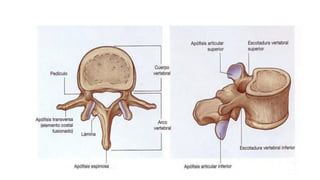 Sentido Axial Capitulo 7 - Sistema Esqueletico Axial.pdf