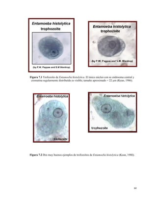 Figura 7.1 Trofozoíto de Entamoeba histolytica. El único núcleo con su endosoma central y
cromatina regularmente distribuída es visible; tamaño aproximado = 22 µm (Kean, 1986).
Figura 7.2 Dos muy buenos ejemplos de trofozoítos de Entamoeba histolytica (Kean, 1986).
60
 
