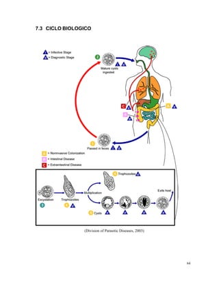 7.3 CICLO BIOLOGICO
(Division of Parasitic Diseases, 2003)
64
 