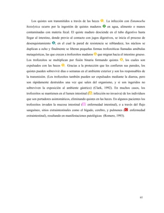Los quistes son transmitidos a través de las heces . La infección con Entamoeba
histolytica ocurre por la ingestión de quistes maduros en agua, alimento o manos
contaminadas con materia fecal. El quiste maduro desciende en el tubo digestivo hasta
llegar al intestino, donde previo al contacto con jugos digestivos, se inicia el proceso de
desenquistamiento ; en el cual la pared de resistencia se reblandece, los núcleos se
duplican a ocho y finalmente se liberan pequeñas formas trofozoíticas llamadas amébulas
metaquísticas, las que crecen a trofozoítos maduros que migran hacia el intestino grueso.
Los trofozoítos se multiplican por fisión binaria formando quistes , los cuales son
expulsados con las heces . Gracias a la protección que les confieren sus paredes, los
quistes pueden sobrevivir días o semanas en el ambiente exterior y son los responsables de
la transmisión. (Los trofozoítos también pueden ser expulsados mediante la diarrea, pero
son rápidamente destruídos una vez que salen del organismo, y si son ingeridos no
sobreviven la exposición al ambiente gástrico) (Clark, 1992). En muchos casos, los
trofozoítos se mantienen en el lumen intestinal ( : infección no invasiva) de los individuos
que son portadores asintomáticos, eliminando quistes en las heces. En algunos pacientes los
trofozoítos invaden la mucosa intestinal ( : enfermedad intestinal), o a través del flujo
sanguíneo, sitios extraintestinales como el hígado, cerebro, y pulmones ( : enfermedad
extraintestinal), resultando en manifestaciones patológicas (Romero, 1993).
65
 