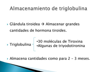    Glándula tiroidea  Almacenar grandes
    cantidades de hormona tiroides.


                   •30 moléculas de Tiroxina
   Triglobulina   •Algunas de triyodotironina


   Almacena cantidades como para 2 – 3 meses.
 