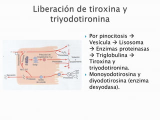    Por pinocitosis 
    Vesícula  Lisosoma
     Enzimas proteinasas
     Triglobulina 
    Tiroxina y
    triyodotironina.
   Monoyodotirosina y
    diyodotirosina (enzima
    desyodasa).
 